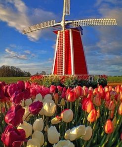 Colorful Tulips In Holland painting by numbers
