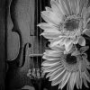 Beautiful Violin And Sun Flowers painting by numbers