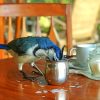 Blue Bird Drinking Milk paint by numbers