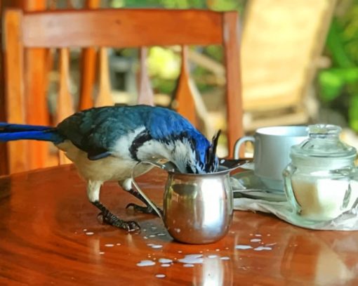 Blue Bird Drinking Milk paint by numbers