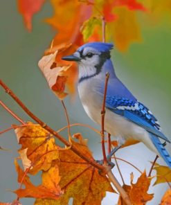 Blue Bird On A Tree paint by numbers