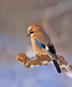 Bird On A Snowy Twig paint by numbers