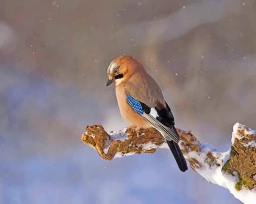 Bird On A Snowy Twig paint by numbers