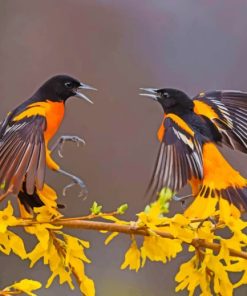 Birds In Black And Yellow paint by numbers