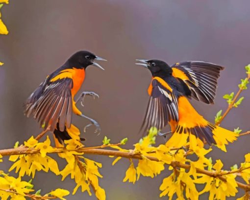 Birds In Black And Yellow paint by numbers