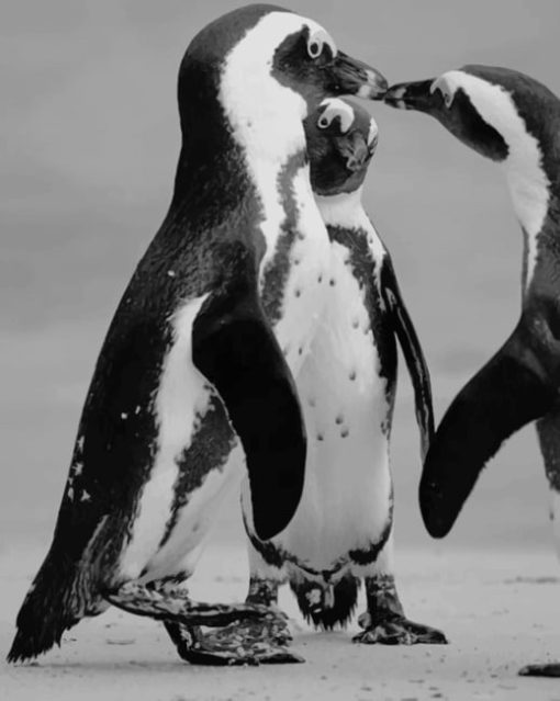 Black And White Penguins paint by numbers