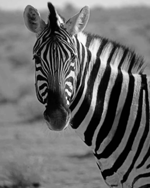 Black And White Zebra paint by numbers