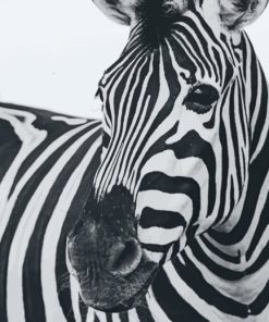 Black And White Zebra Animal painting by numbers