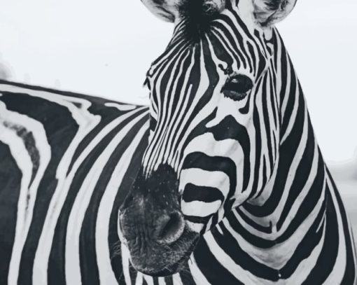 Black And White Zebra Animal painting by numbers