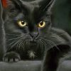 Black Cat With Black Background painting by numbers