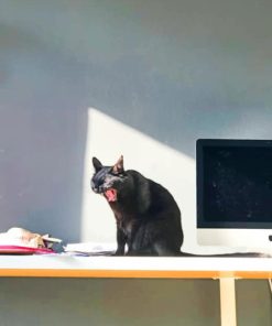 Black Cat Yawning paint by numbers