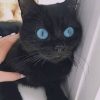 Black Kitten With Blue Eyes painting by numbers
