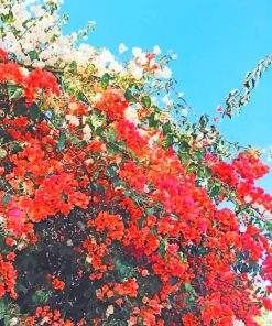 Bougainvillea's trees painting by numbers