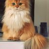 British Long Hair Cat painting by numbers