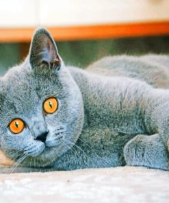 British Shorthair Cat paint by numbers
