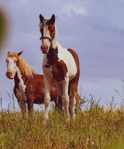 Brown And White Horses paint by numbers