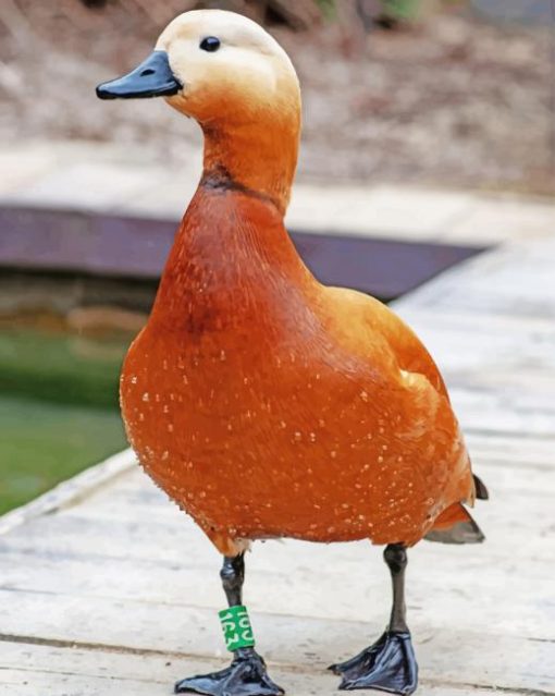 Brown Duck paint by numbers