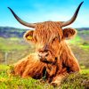 Brown Highland Cow painting by numbers
