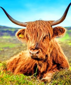Brown Highland Cow painting by numbers