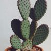 Bunny Ear Cactus paint by numbers