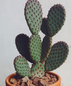Bunny Ear Cactus paint by numbers