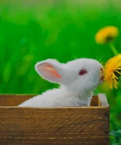 White Bunny Smelling Flowers paint by numbers