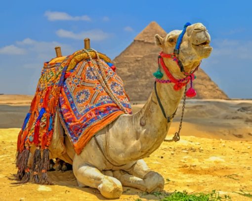 Camel Laying Near The Pyramids paint by numbers
