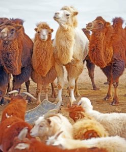 Brown Camels And Goats paint by numbers