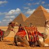 Camels And Pyramids paint by numbers