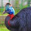 Cassowary Bird paint by numbers