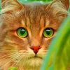 Close Cat With Green Eyes painting by numbers