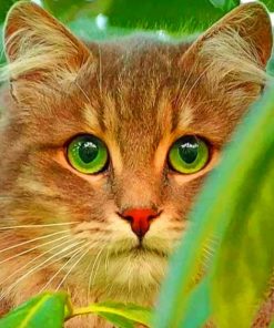 Close Cat With Green Eyes painting by numbers