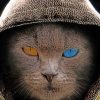 Cat In Hood painting by numbers