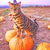 Cat On Pumpkin paint by numbers