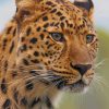 Cheetah Leopard paint by numbers