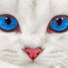 Close Up White Cat paint by numbers