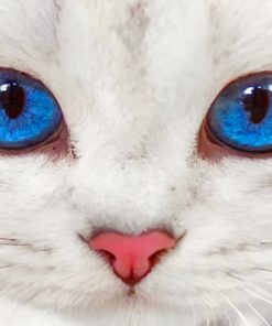Close Up White Cat paint by numbers