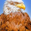 Close Up Bald Eagle painting by numbers
