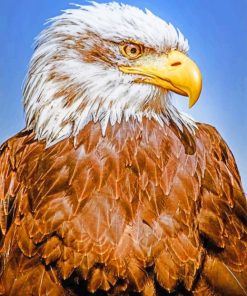 Close Up Bald Eagle painting by numbers