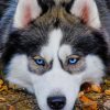Close Up Husky painting by numbers