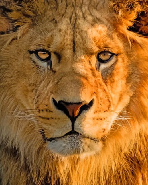 Close Up Lion painting by numbers