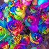 Close Up Of Multicolored Petaled Roses painting by numbers