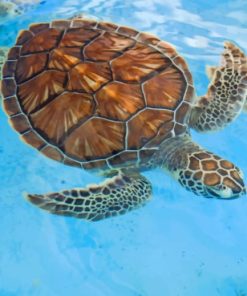Close Up Photo Of Sea Turtle painting by numbers