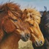 Close Up Horses painting by numbers