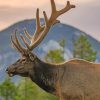 Colorado's Deer paint by numbers