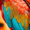 Colorful Feathers Of Birds painting by numbers