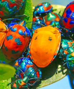 Colorful Jewel Bugs paint by numbers