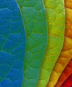 Colorful Leaves painting by numbers