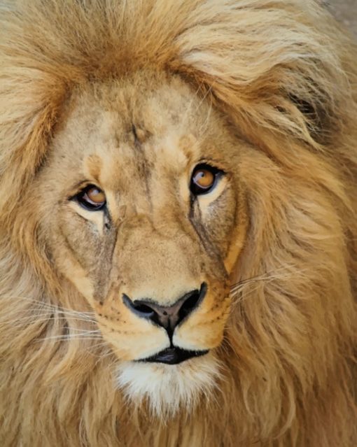 Close Up Photo Of Lion painting by numbers