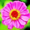 Common Zinnia Plant paint b numbers